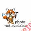L5ba0329112 Harrington Gear 2 For 3 To 9 Ton Lever Hoists