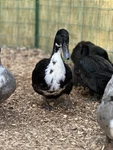 4 Black Swedish Duck Eggs- Will Ship Same Day Laid. Fixed Price $28.00.