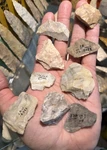 Lot Of 20 Uni Faced Tools Found By Jack Schriever Central Missouri Arrowhead. Fixed Price $75.00.